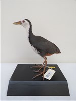 藏品(白腹秧雞)的圖片